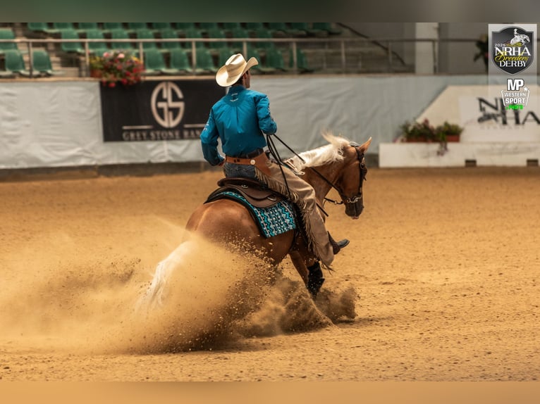 American Quarter Horse Merrie 8 Jaar 160 cm Palomino in Haag in Oberbayern