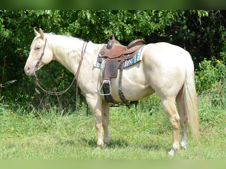 American Quarter Horse Merrie 8 Jaar 160 cm Palomino in Princeton MO