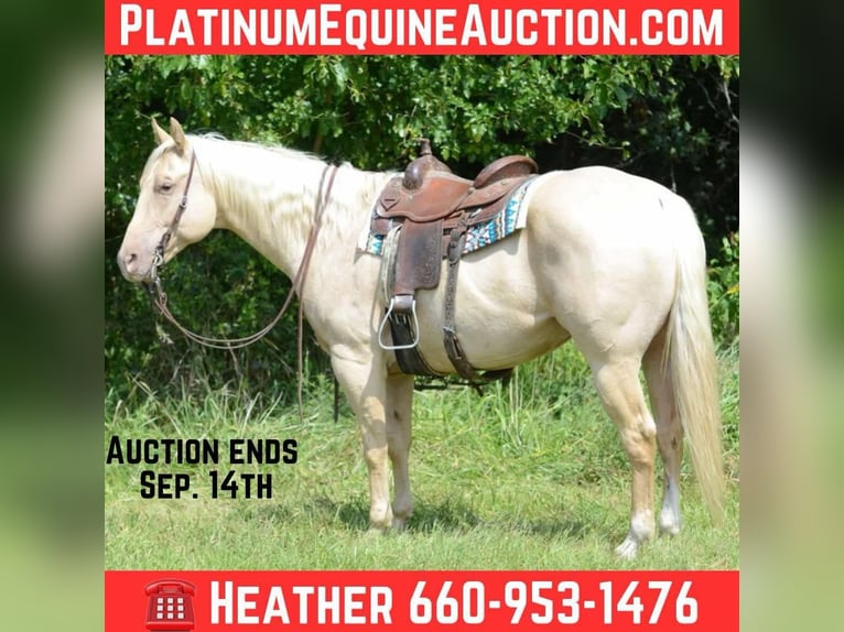 American Quarter Horse Merrie 8 Jaar 160 cm Palomino in Princeton MO