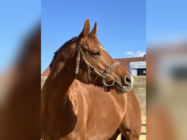 American Quarter Horse Merrie 8 Jaar 162 cm Vos in Pfeffenhausen