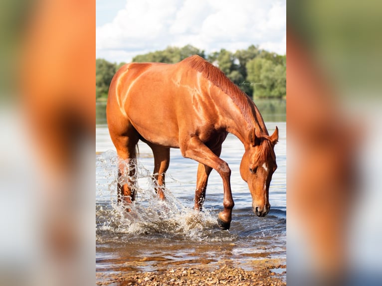 American Quarter Horse Merrie 8 Jaar 162 cm Vos in Pfeffenhausen