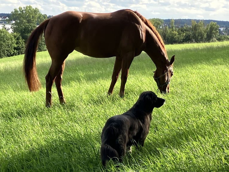 American Quarter Horse Merrie 8 Jaar 162 cm Vos in Pfeffenhausen