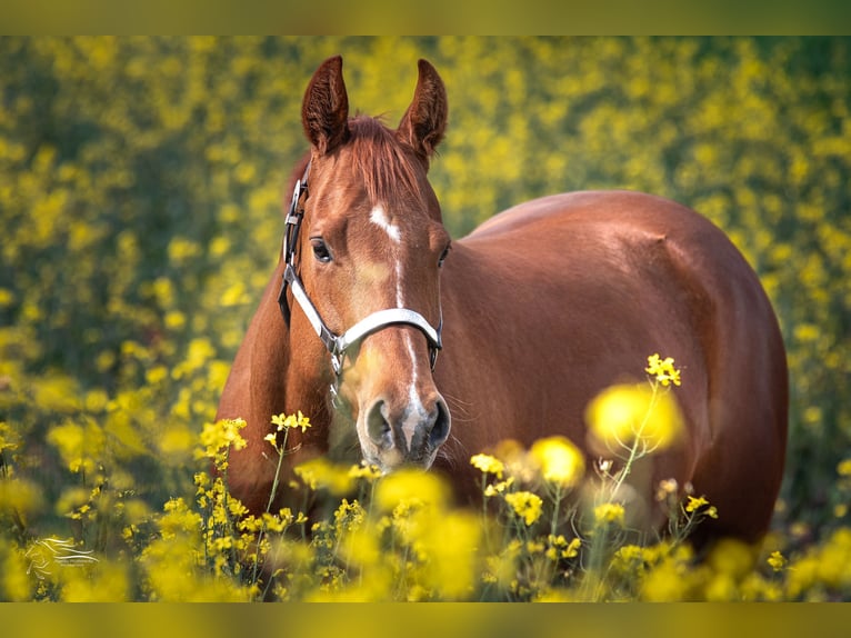 American Quarter Horse Merrie 8 Jaar 162 cm Vos in Pfeffenhausen