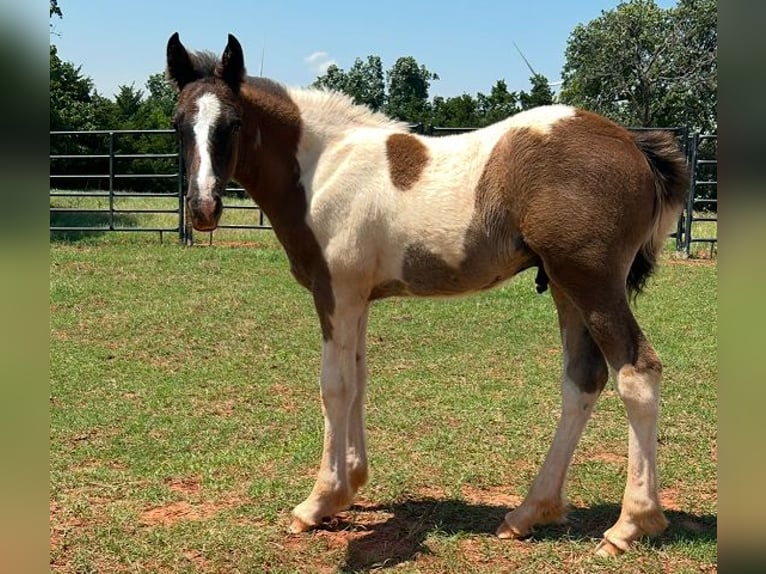 American Quarter Horse Merrie 8 Jaar 163 cm Palomino in Crescent