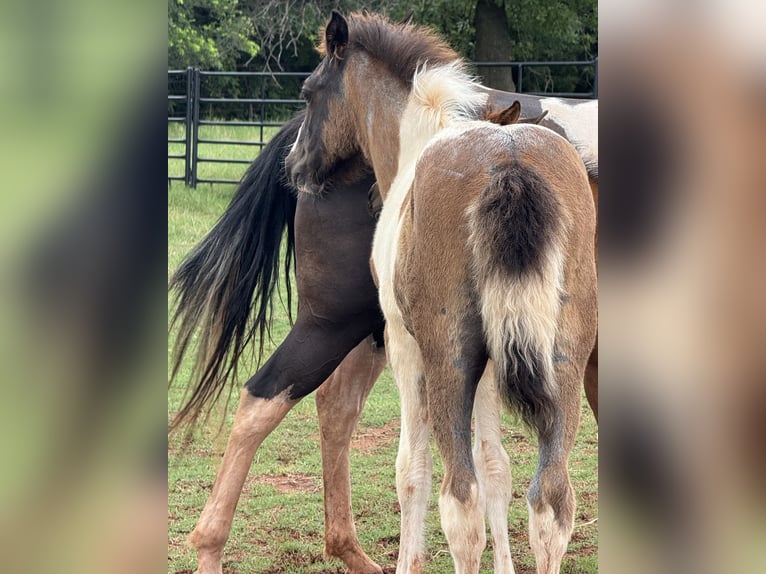 American Quarter Horse Merrie 8 Jaar 163 cm Palomino in Crescent