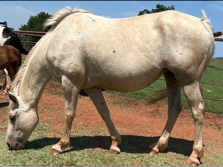 American Quarter Horse Merrie 8 Jaar 163 cm Palomino in Crescent
