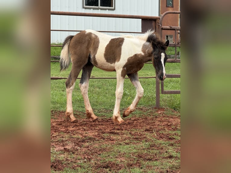 American Quarter Horse Merrie 8 Jaar 163 cm Palomino in Crescent