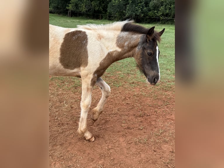 American Quarter Horse Merrie 8 Jaar 163 cm Palomino in Crescent