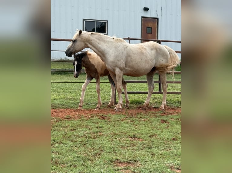 American Quarter Horse Merrie 8 Jaar 163 cm Palomino in Crescent