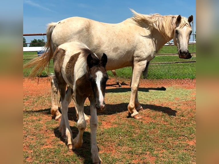 American Quarter Horse Merrie 8 Jaar 163 cm Palomino in Crescent