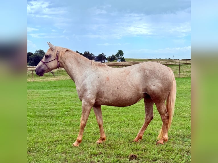 American Quarter Horse Merrie 8 Jaar 163 cm Palomino in Crescent