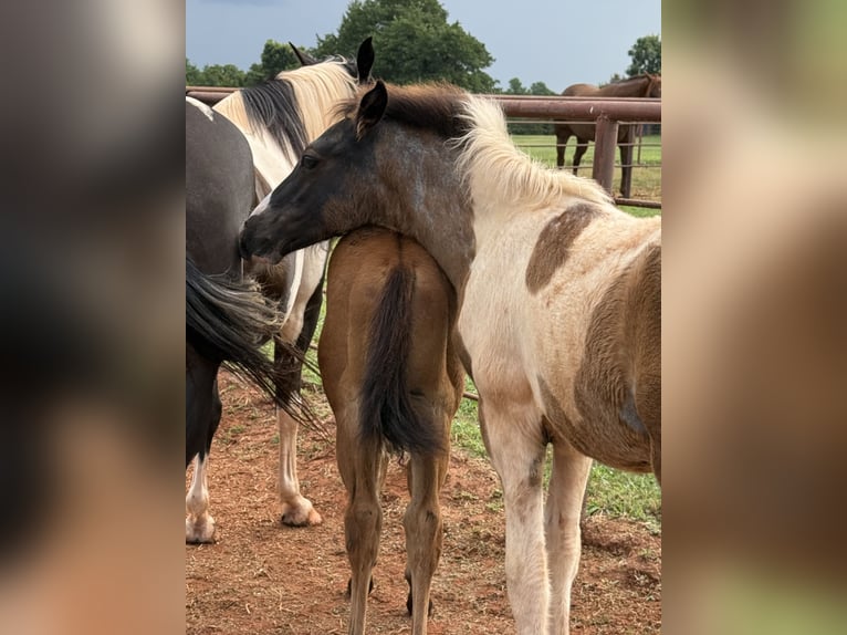 American Quarter Horse Merrie 8 Jaar 163 cm Palomino in Crescent