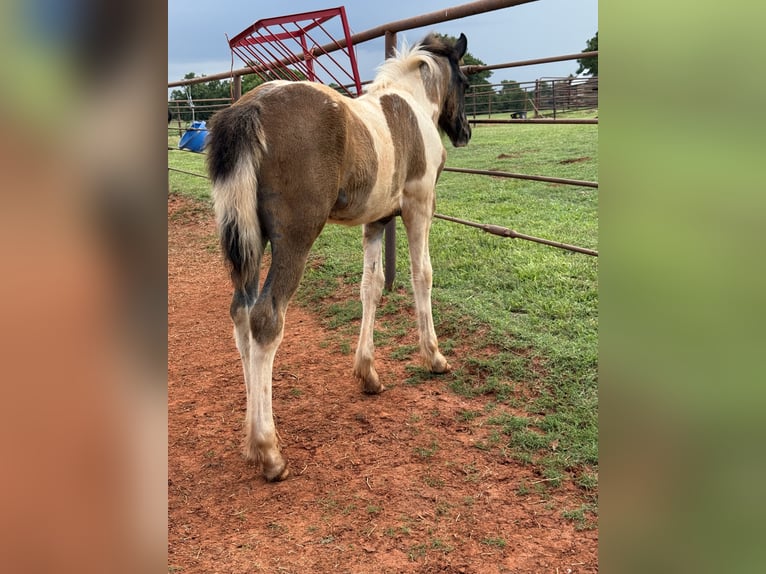 American Quarter Horse Merrie 8 Jaar 163 cm Palomino in Crescent