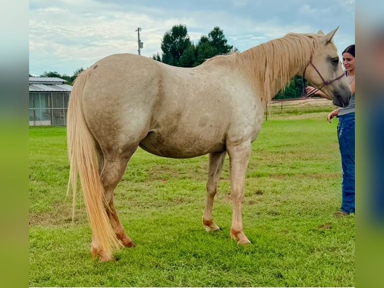 American Quarter Horse Merrie 8 Jaar 163 cm Palomino in Crescent