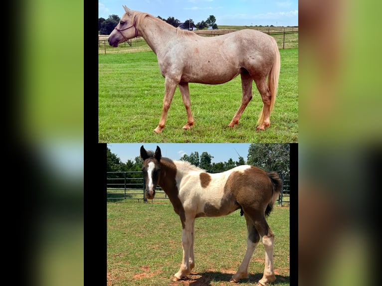 American Quarter Horse Merrie 8 Jaar 163 cm Palomino in Crescent