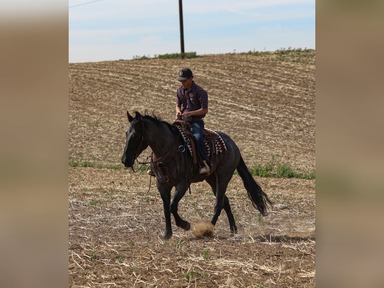 American Quarter Horse Merrie 8 Jaar 168 cm Roan-Blue in Norco