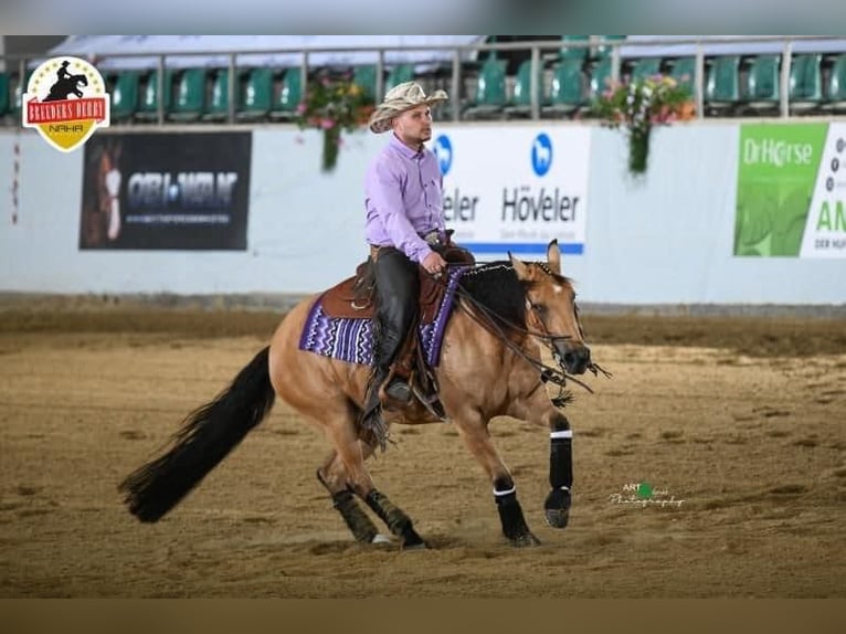 American Quarter Horse Merrie 8 Jaar Buckskin in Mooslargue