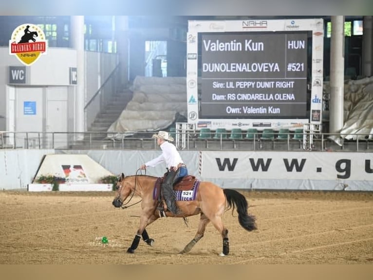 American Quarter Horse Merrie 8 Jaar Buckskin in Mooslargue