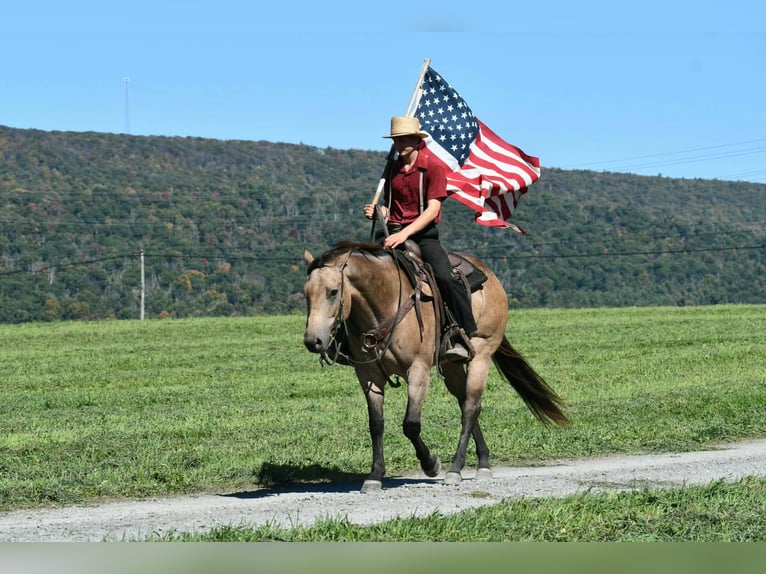 American Quarter Horse Merrie 8 Jaar Buckskin in Rebersburg