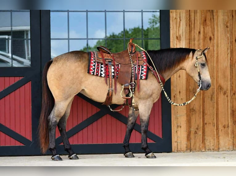 American Quarter Horse Merrie 8 Jaar Buckskin in Rebersburg