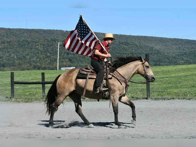 American Quarter Horse Merrie 8 Jaar Buckskin in Rebersburg