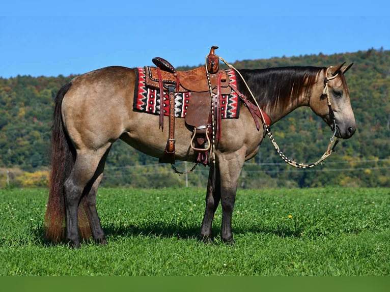American Quarter Horse Merrie 8 Jaar Buckskin in Rebersburg
