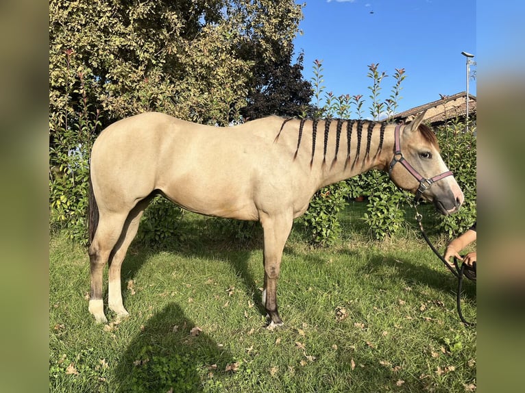 American Quarter Horse Merrie 8 Jaar Buckskin in Ferrara