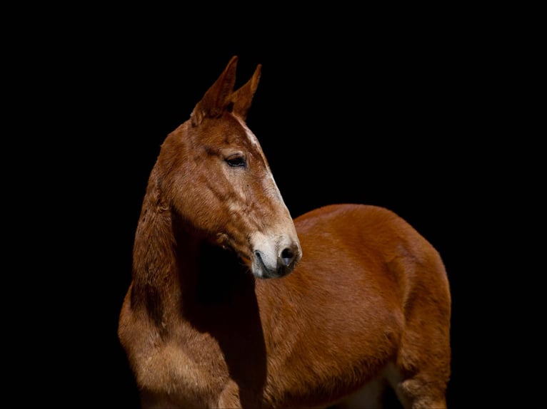 American Quarter Horse Merrie 8 Jaar Donkere-vos in Carrolton MO