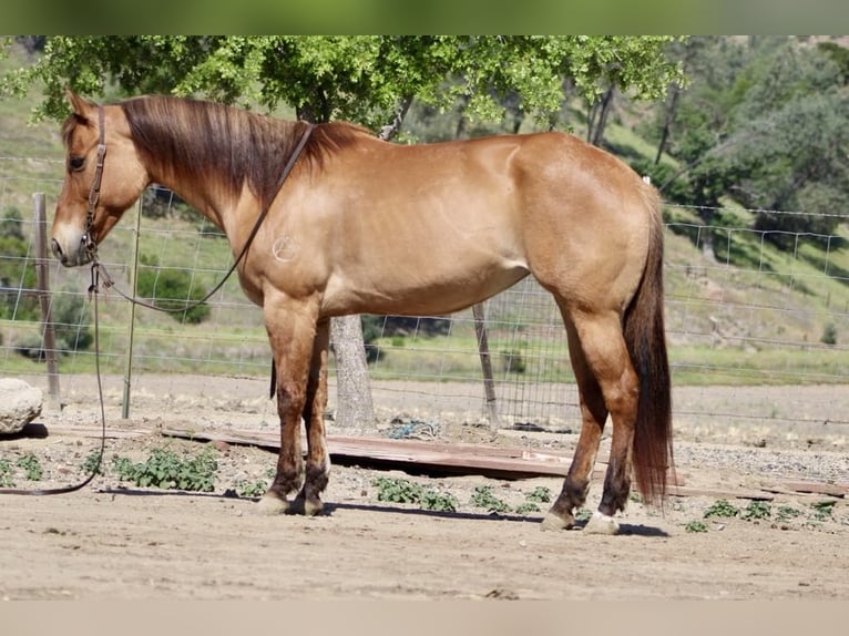 American Quarter Horse Merrie 8 Jaar Falbe in Paicines CA
