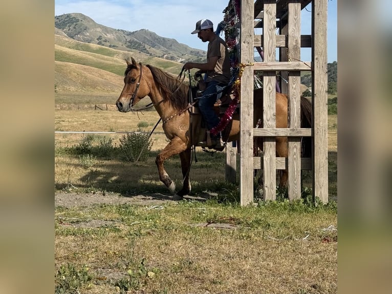 American Quarter Horse Merrie 8 Jaar Falbe in Paicines CA