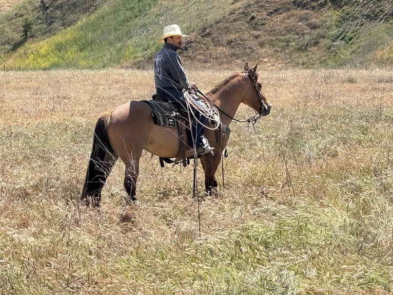 American Quarter Horse Merrie 8 Jaar Falbe in Paicines CA