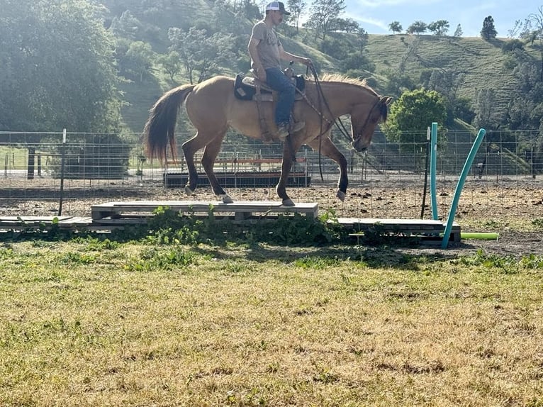 American Quarter Horse Merrie 8 Jaar Falbe in Paicines CA