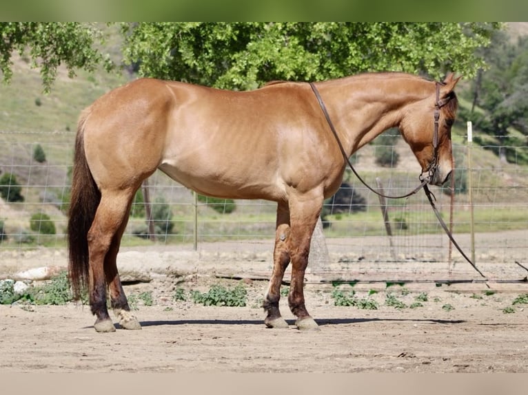 American Quarter Horse Merrie 8 Jaar Falbe in Paicines CA