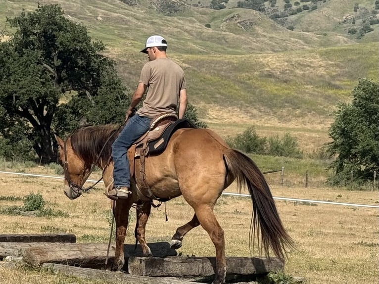 American Quarter Horse Merrie 8 Jaar Falbe in Paicines CA