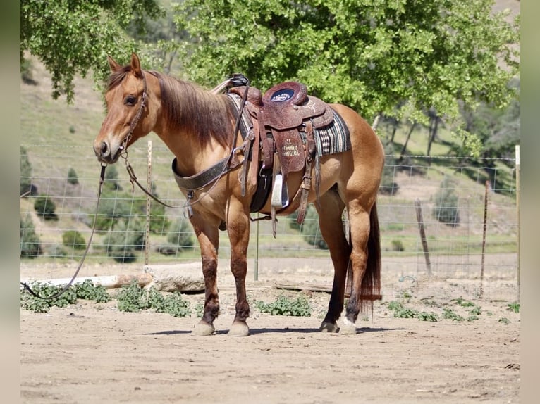 American Quarter Horse Merrie 8 Jaar Falbe in Paicines CA