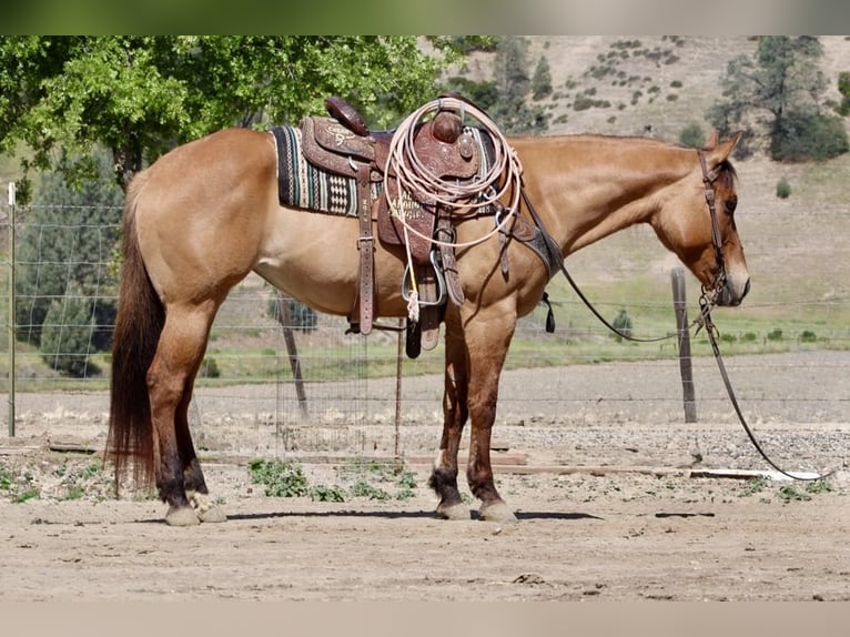 American Quarter Horse Merrie 8 Jaar Falbe in Paicines CA