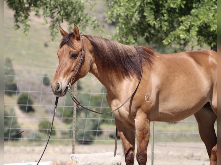 American Quarter Horse Merrie 8 Jaar Falbe in Paicines CA