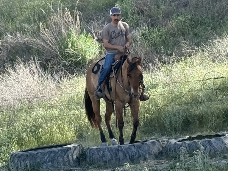 American Quarter Horse Merrie 8 Jaar Falbe in Paicines CA