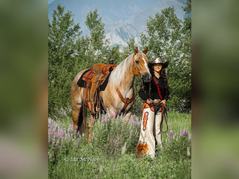American Quarter Horse Merrie 8 Jaar Palomino in Cody, WY