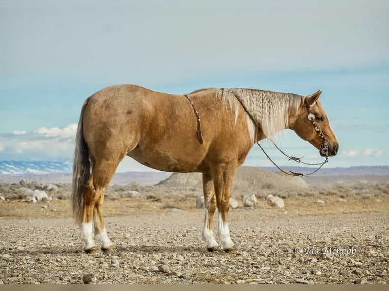 American Quarter Horse Merrie 8 Jaar Palomino in Cody, WY