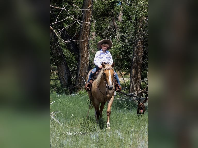 American Quarter Horse Merrie 8 Jaar Palomino in Cody, WY