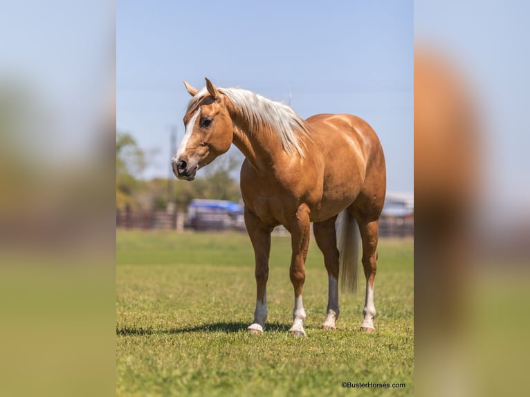 American Quarter Horse Merrie 8 Jaar Palomino in Weatherford TX