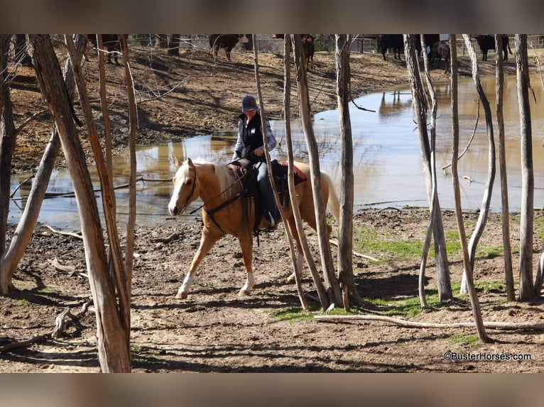 American Quarter Horse Merrie 8 Jaar Palomino in Weatherford TX