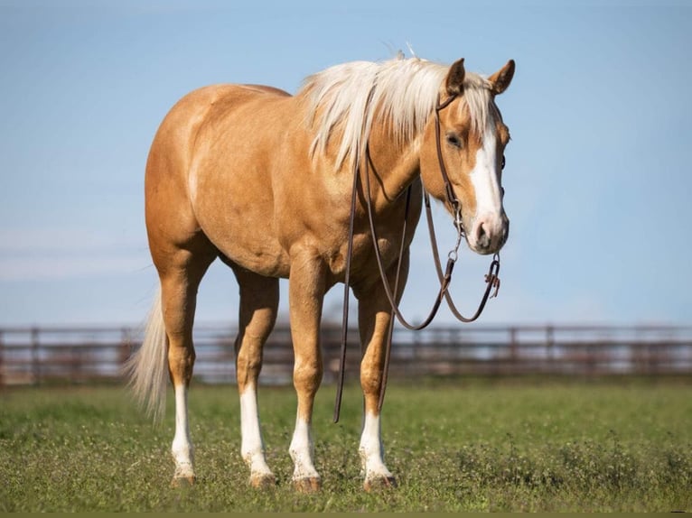 American Quarter Horse Merrie 8 Jaar Palomino in Weatherford TX