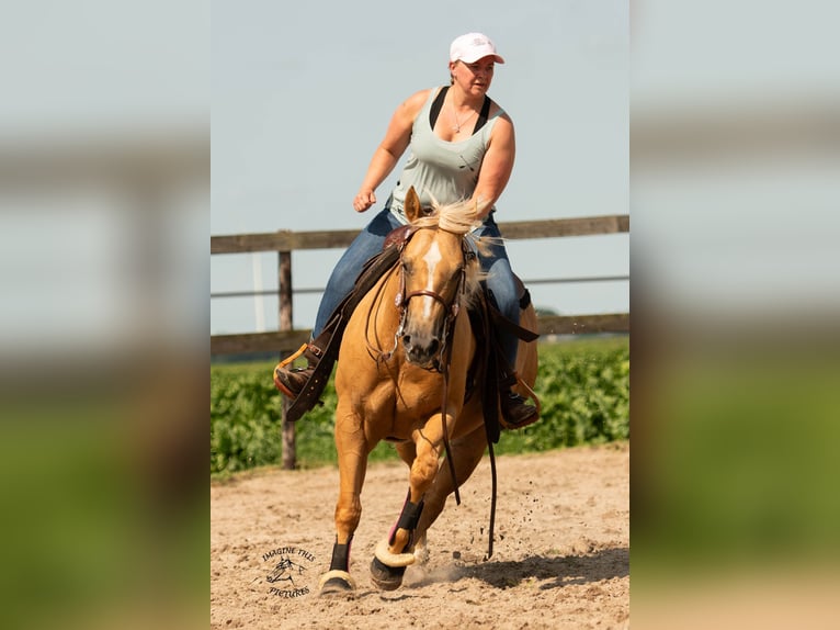 American Quarter Horse Merrie 8 Jaar Palomino in Rottum