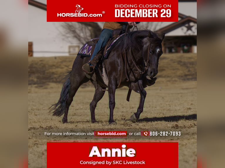 American Quarter Horse Merrie 8 Jaar Roan-Blue in Canyon