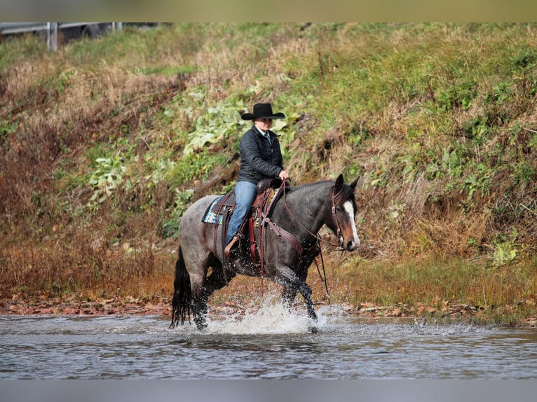 American Quarter Horse Merrie 8 Jaar Roan-Blue in Clarion