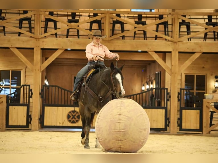 American Quarter Horse Merrie 8 Jaar Roan-Blue in Clarion