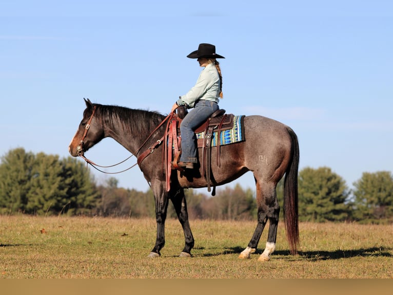 American Quarter Horse Merrie 8 Jaar Roan-Blue in Clarion