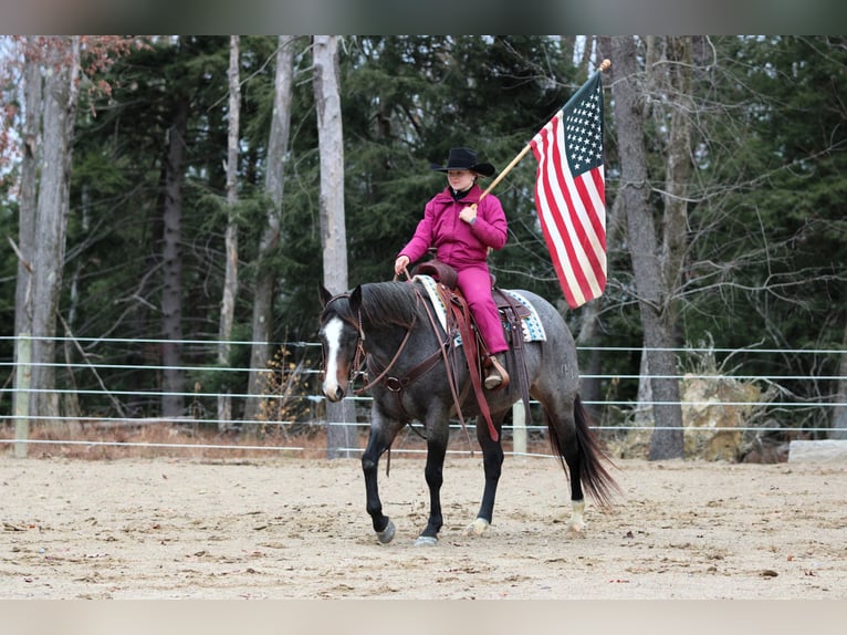 American Quarter Horse Merrie 8 Jaar Roan-Blue in Clarion